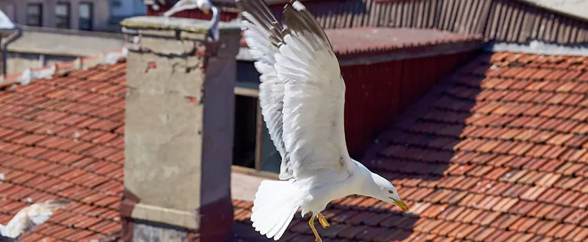 Residential Chimney Animal Removal Solution in Richmond, KY